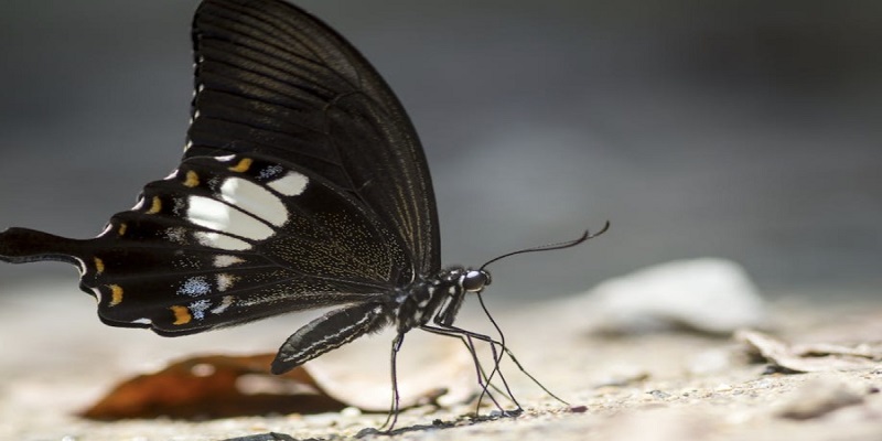 Giải đáp bươm bướm số mấy màu đen khi bay vào nhà