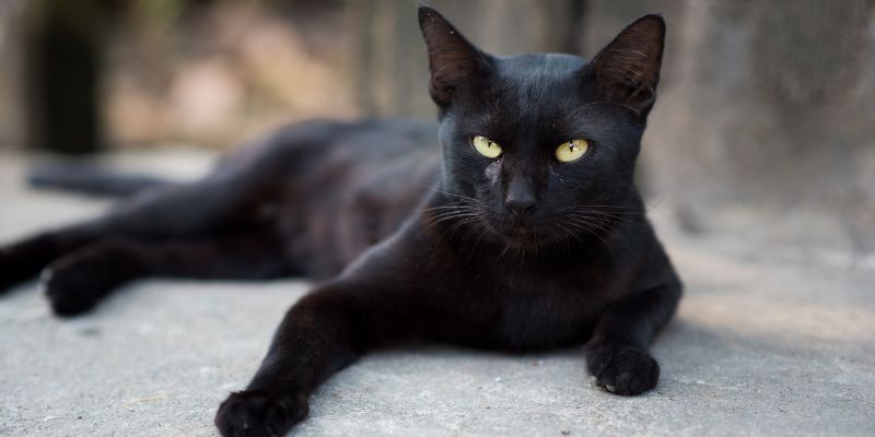 Điềm báo từ giấc mơ thấy mèo lông đen